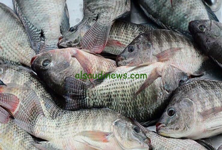 “الفيليه ب25ج” أسعار السمك اليوم للمستهلك الاثنين 26-2-2024 في الأسواق