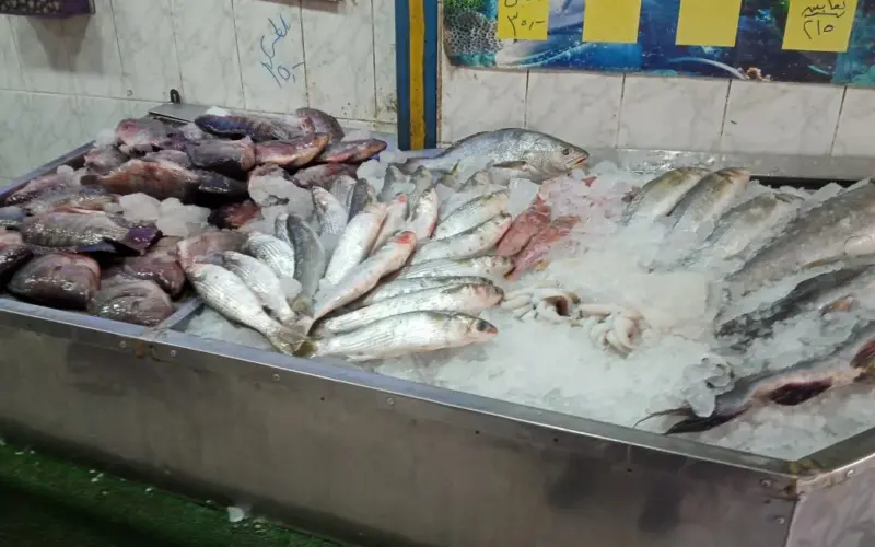 أسعار السمك اليوم الأحد 26 مايو 2024 في الأسواق